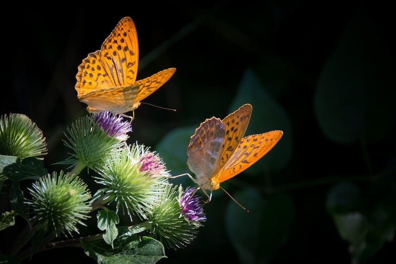 Butterfly Effect Safeguard